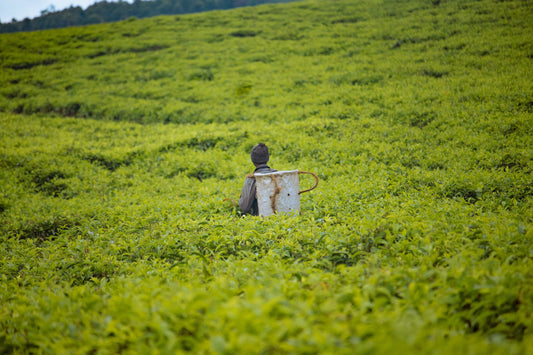 Best Tea for Digestion: Herbal Teas That Support Everyday Wellness
