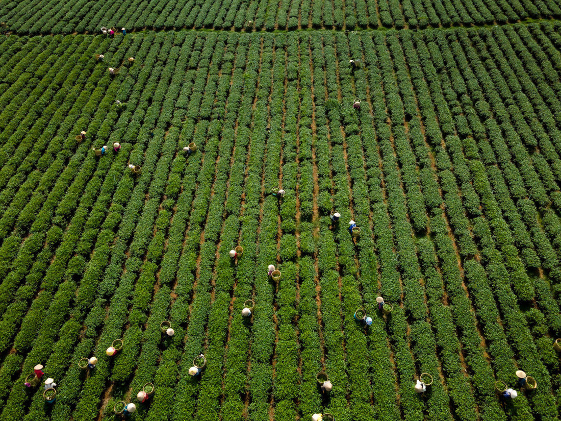 How to Brew Loose Leaf Tea Perfectly Every Time