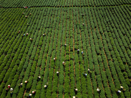How to Brew Loose Leaf Tea Perfectly Every Time
