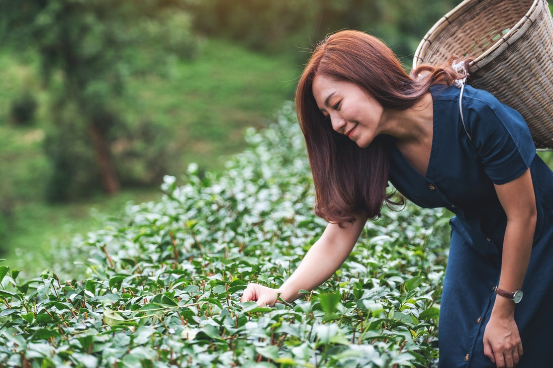 When to Drink Tea for Health & Mood (Plume Tea Guide)